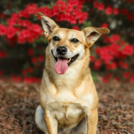Does Your Pet Have Stinky Breath?